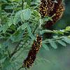 Amorpha fruticosa, flowers