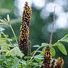 Amorpha fruticosa, flowers
