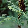 Amorpha fruticosa, flowers