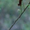 Amorpha fruticosa, flowers