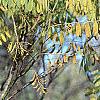 Amorpha fruticosa, fall color