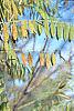 Amorpha fruticosa, fall color