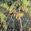 Amorpha fruticosa, fall color