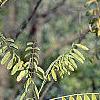 Amorpha fruticosa, fall color