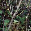 Amorpha fruticosa, fall color