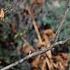 Amorpha fruticosa, fall color