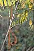 Amorpha fruticosa, fall color