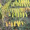 Amorpha fruticosa, fall color