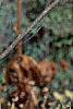 Amorpha fruticosa, fall color