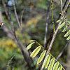 Amorpha fruticosa, fall color