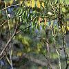 Amorpha fruticosa, fall color