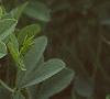 Baptisia australis, habit