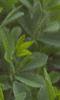 Baptisia australis, habit
