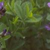 Baptisia australis, habit