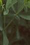 Baptisia australis, habit