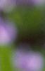 Baptisia australis, flowers