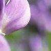 Baptisia australis, flowers