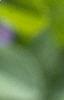 Baptisia australis, flowers