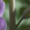 Baptisia australis, flowers