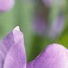 Baptisia australis, flowers