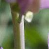 Baptisia australis, flowers