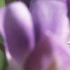 Baptisia australis, flowers