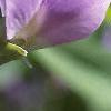 Baptisia australis, flowers