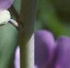 Baptisia australis, flowers