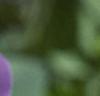 Baptisia australis, flowers