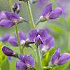 Baptisia australis, flowers
