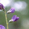 Baptisia australis, flowers
