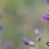 Baptisia australis, flowers