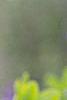 Baptisia australis, flowers