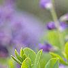 Baptisia australis, flowers