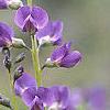Baptisia australis, flowers