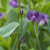 Baptisia australis, flowers