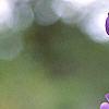 Baptisia australis, flowers