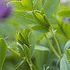 Baptisia australis, flowers