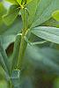 Baptisia australis, flowers