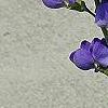 Baptisia australis, flowers