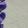 Baptisia australis, flowers