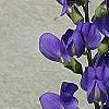 Baptisia australis, flowers