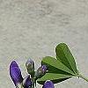 Baptisia australis, flowers