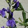 Baptisia australis, flowers