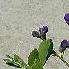 Baptisia australis, flowers
