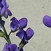 Baptisia australis, flowers