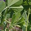 Baptisia australis, flowers