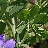 Baptisia australis, flowers