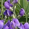 Baptisia australis, flowers