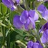 Baptisia australis, flowers